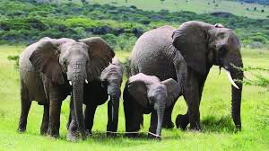 Wild life