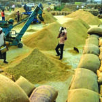 Paddy procurement