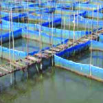 Crab hatchery