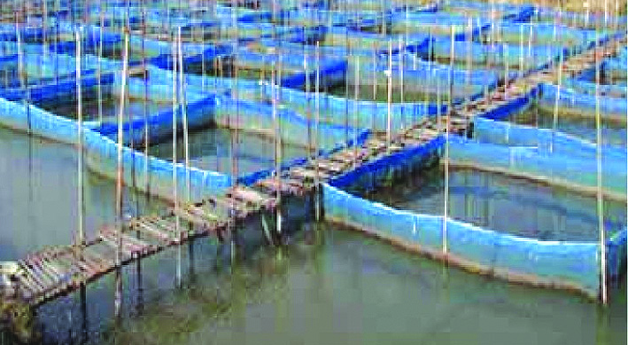 Crab hatchery