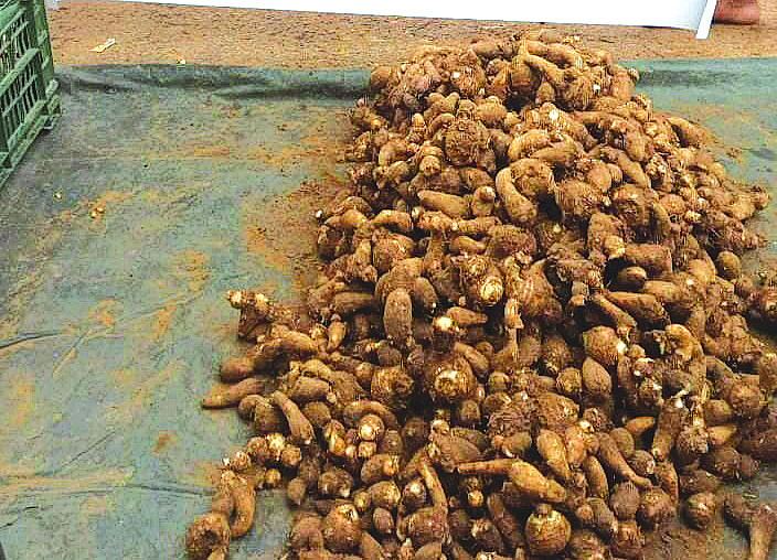Dhenkanal papaya & colocasia in Ireland