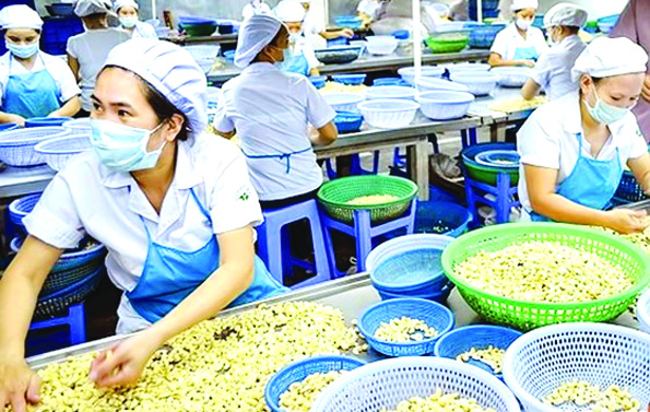 Cashew prossing plant labourres