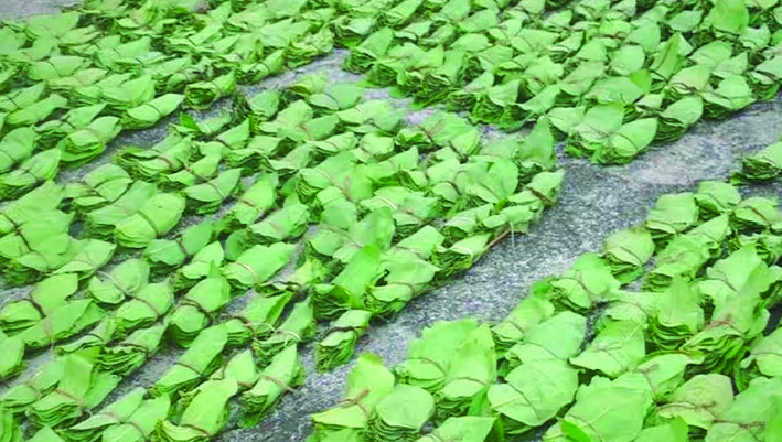 Kendu leaf pluckers in Odisha