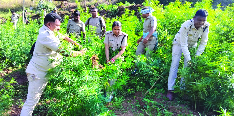 Action against ganja cultivation